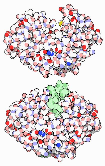 PDB-101: Molecule of the Month: Pepsin