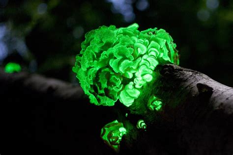 Foxfire And Bioluminescent Fungi | WXPR