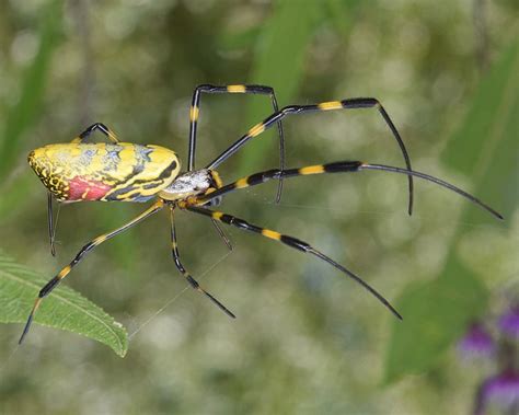 Look Out for Big Flying Spiders this Summer – Tyrone Eagle Eye News