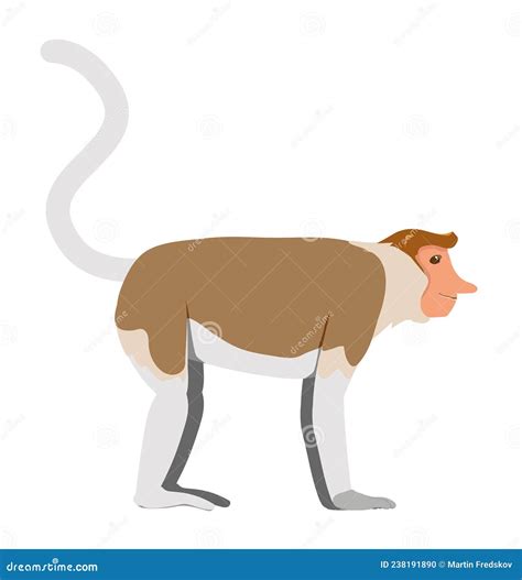Proboscis Monkey - Female - Side View - Flat Vector | CartoonDealer.com #238191890