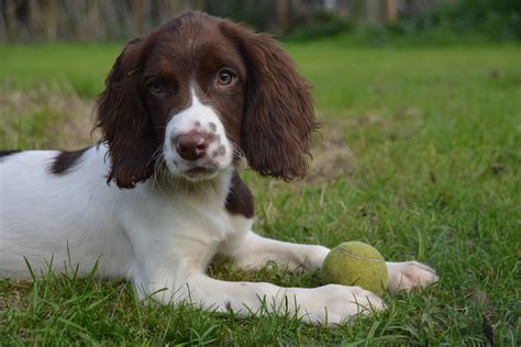 Are Springer Spaniels Hard To Train