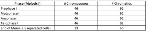 Chromosome and Chromatid Numbers during Mitosis and Meiosis | DAT Bootcamp