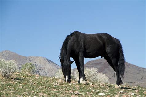 Wild Black Stallion Horse Photograph by Waterdancer - Pixels