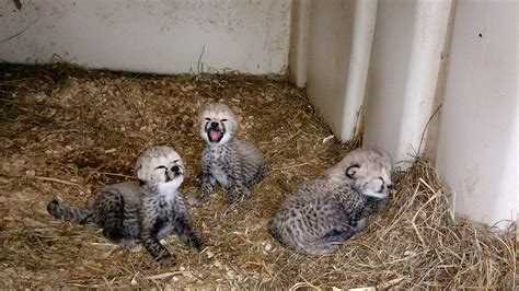 Three Cheetah Cubs Born at the Smithsonian Conservation Biology ...