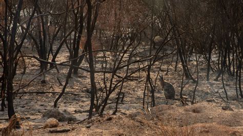 Wildfire emergency for animals in Australia! - Animal Survival ...