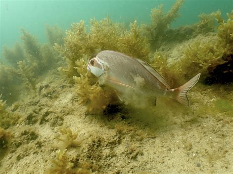 Red Morwong from Shiprock Reserve NSW, Australia on November 25, 2022 ...