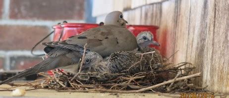 Brown Dove Nesting