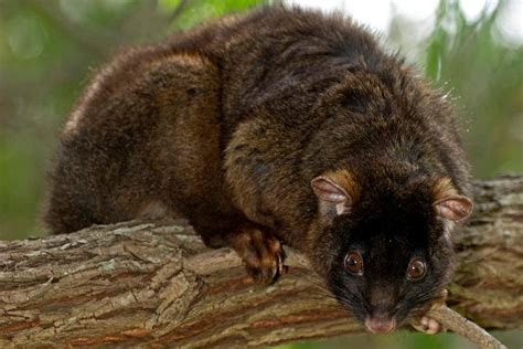 Endangered Possums Find Refuge In Back Gardens In Western Australia ...