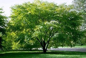 Fruitless Mulberry Tree - Bob Wells Nursery - U.S. Shipping