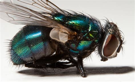 ITAP of a Blue Bottle Fly. Super detailed! http://ift.tt/2e5MQkX | Photography lighting setup ...