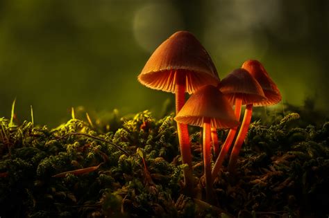 Download Fall Macro Nature Mushroom HD Wallpaper