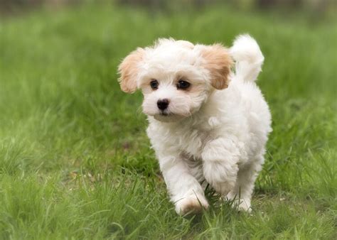 The Pomapoo – An Ultimate Guide to the Playful Pomeranian Poodle Mix – All Things Dogs