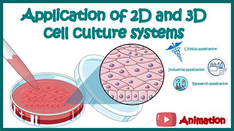 Application of 2D and 3D cell culture systems | Clinical, Industrial and Research applications ...