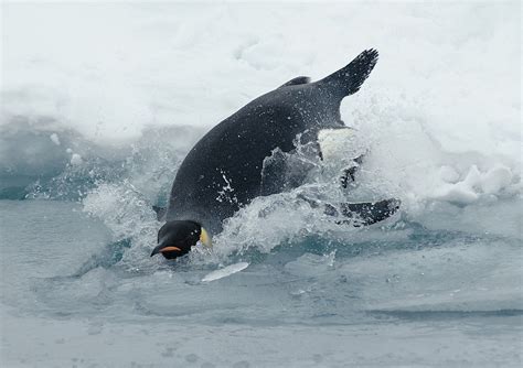 How Fast Can Penguins Swim? - Penguins Blog