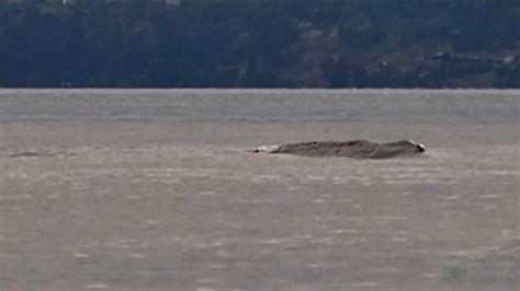 Canada's loch ness spotted for the first time in years, three different ...