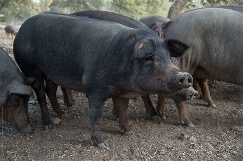 "Black Iberian Pig" by Stocksy Contributor "Marta Muñoz-Calero Calderon" - Stocksy