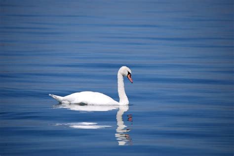 No Ugly Duckling: How to Paint a Watercolor Swan | Skillshare Blog