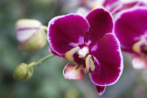 ANNE BELMONT PHOTOGRAPHY | Photographing Orchids - Tips to Create Stunning Images in an Orchid ...