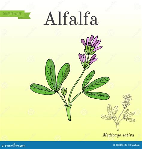 Alfalfa Medicago sativa . stock vector. Illustration of crop - 103046117