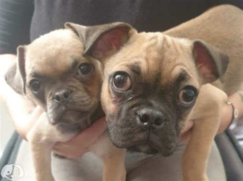 Pug X Frenchie Pups Ready To Go Now in Pontypool on Freeads Classifieds - Mixed Breed classifieds