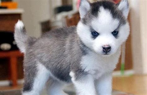 Full Grown Husky Pomeranian Mix