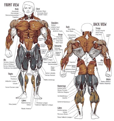 Muscle Workouts – Staggering Muscle Groups for Maximum Benefits – all-bodybuilding.com