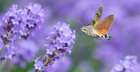 Seven insect heroes of pollination | Natural History Museum