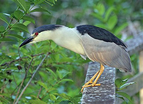 Black-Crowned Night Herons – Lost in Broad Daylight? | Tallahassee.com ...