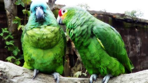 Tropical Birdland HD (40min) | Animals, Birds nature, Beautiful birds