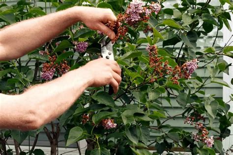 How to Grow Lilac from Cuttings - Gardening Dream