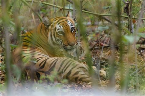 Will Bengal tigers really disappear from the Sundarbans? | Tiger habitat, Habitats, Bengal tiger