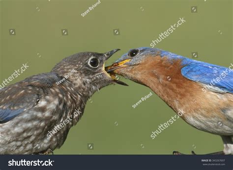 Male Eastern Bluebird Sialia Sialis Feeding Stock Photo (Edit Now ...