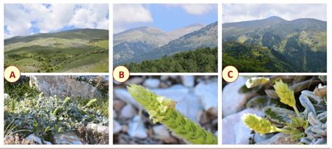 Studied natural localities of Sideritis scardica in Olympus Mts. (A.... | Download Scientific ...