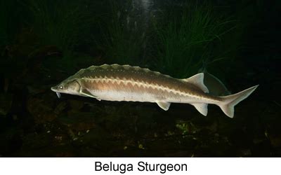 Beluga Sturgeon