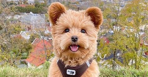 Puppy That Looks Like A Teddy Bear Becomes An Internet Sensation - Small Joys