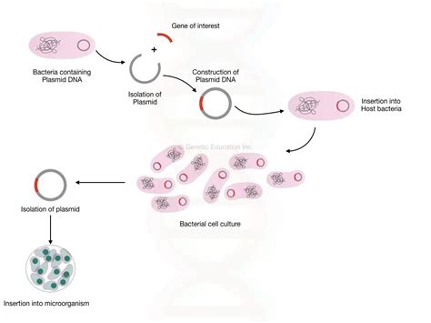 What Is Genetic Engineering?- Definition, Types, Process And Application