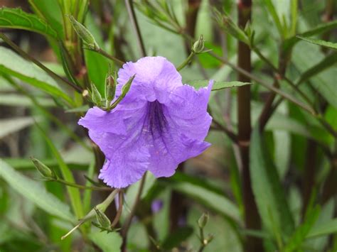 Ruellia simplex (Britton's Wild Petunia, Mexican Bluebell, Mexican Petunia, Texas Petunia ...