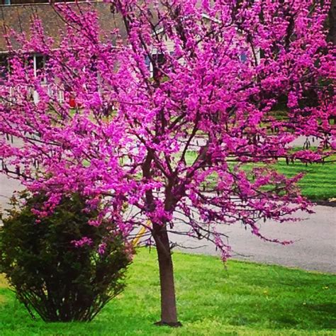 Redbud tree Redbud Tree, Tree Trunk, Gardening, Patio, Flowers, Plants, Lawn And Garden, Plant ...