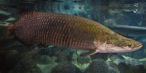 Largest Freshwater Fish In The World | Vancouver Sturgeon Fishing