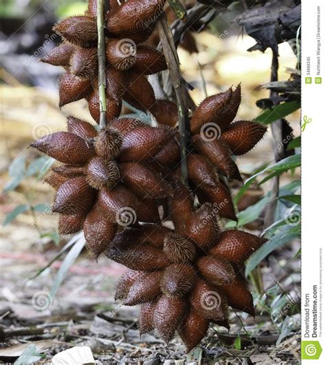 Zalacca fruit. stock image. Image of bunch, natural, studio - 34689345