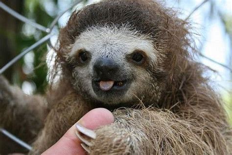 Baby Sloths – Rainforest Chica | Amazon Rainforest Animals | Pinterest | Sloth, Baby sloth and ...