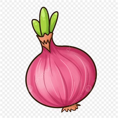 Large Onions Png Vector Psd And Clipart With Transparent Background ...