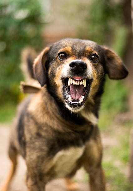 Royalty Free Angry Dog Pictures, Images and Stock Photos - iStock