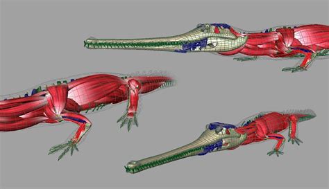 Muscle anatomy, Anatomy for artists, Crocodile