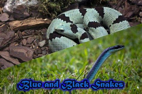 30+ Interesting Blue and Black Snakes (14 are Venomous)