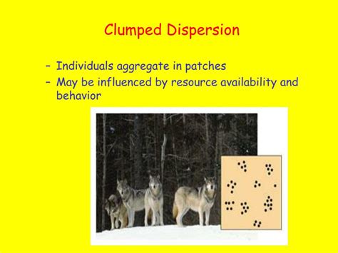 PPT - Population Ecology PowerPoint Presentation, free download - ID:3841498