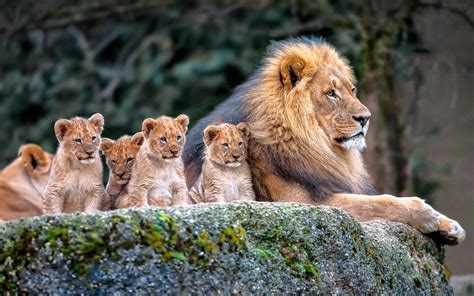 lion, Nature, Animals, Baby Animals Wallpapers HD / Desktop and Mobile ...