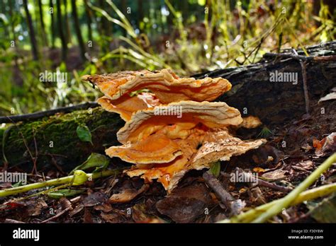 Laetiporus sulphureus edible rare mushroom grown on tree in the forest Stock Photo - Alamy