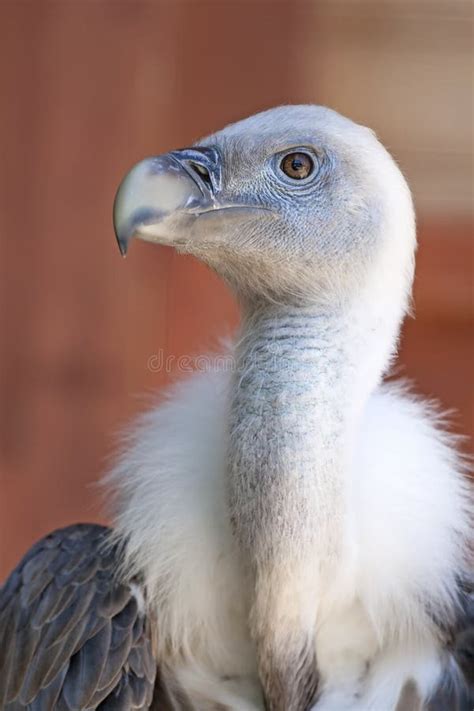 White Young Baby Vulture Stock Photo - Image: 56735626