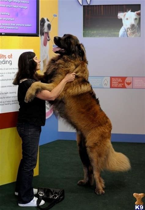 21 Dogs Who Don't Realize How Big They Are | Animali, Animali e animali ...